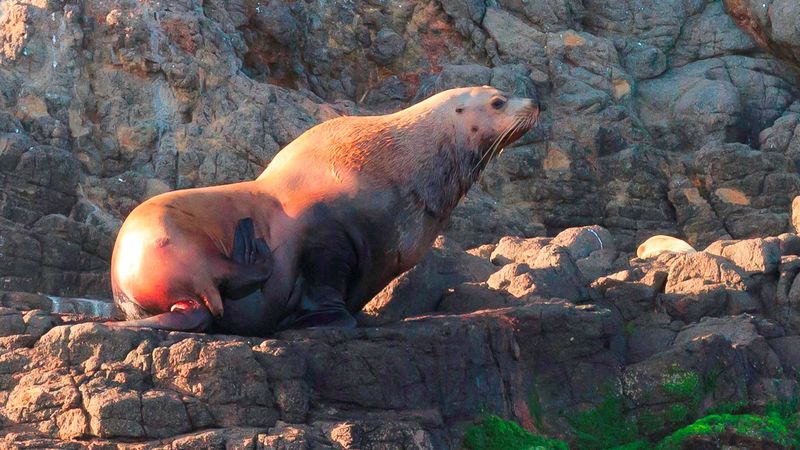 Steller Sea Lions: The North Pacific Pathfinders