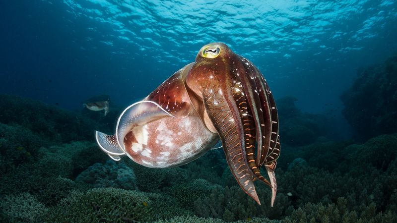 Cuttlefish