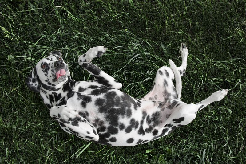 Exposed Belly Isn't Always For Rubs