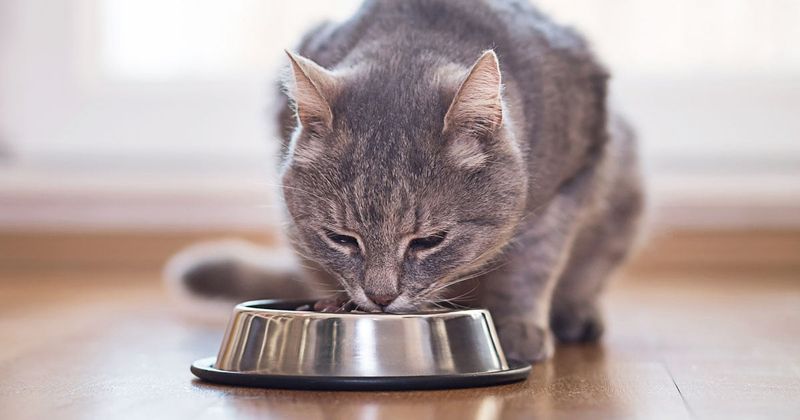 Healthy Appetite