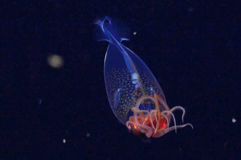 Prehistoric Sea Monster: The Colossal Squid