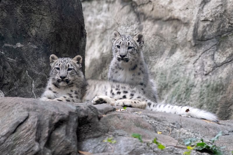 Captive Breeding Success