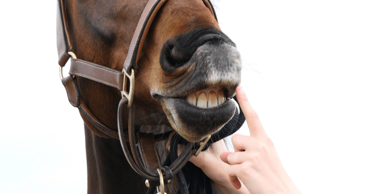 Grinding Teeth During Riding