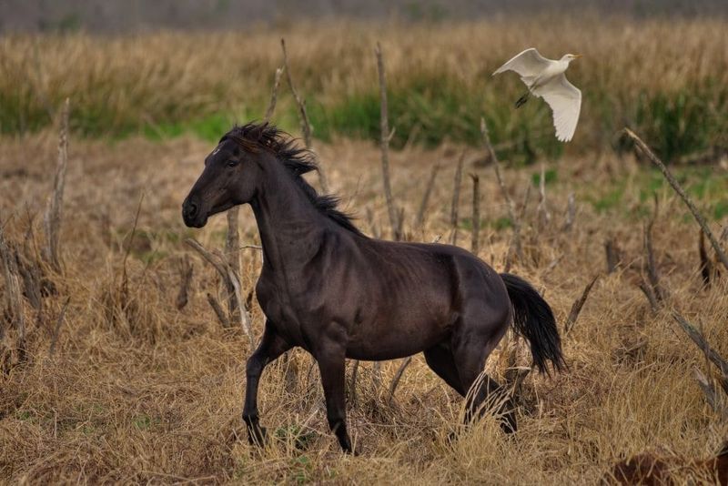Ambling Gait Makes For Smooth Riding