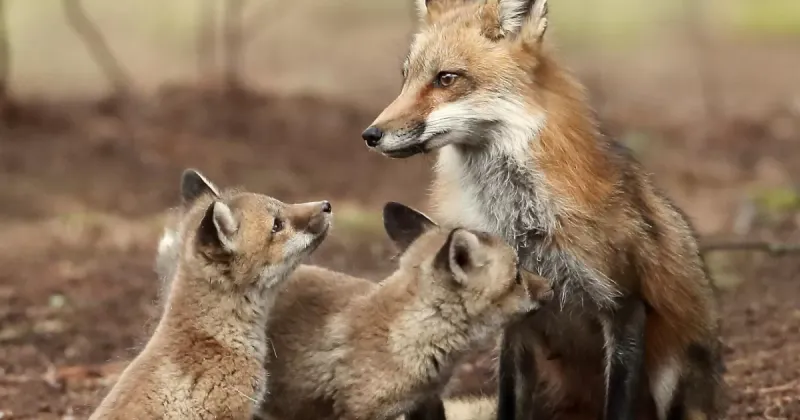 Family Bonds