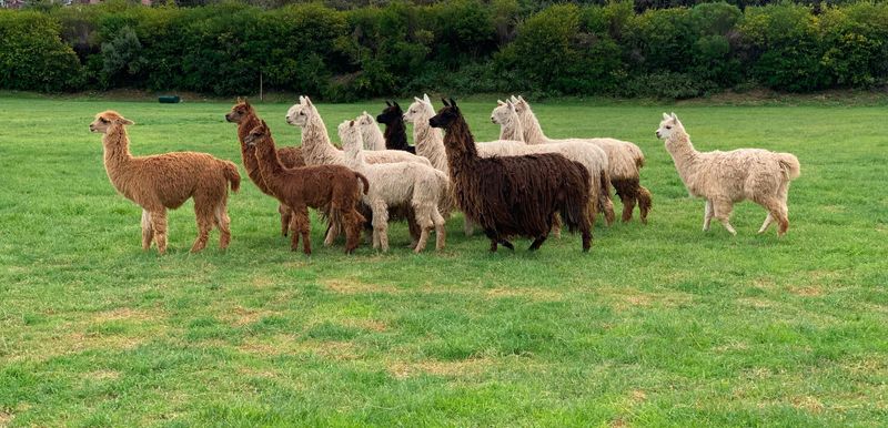 Gentle Herd Mentality