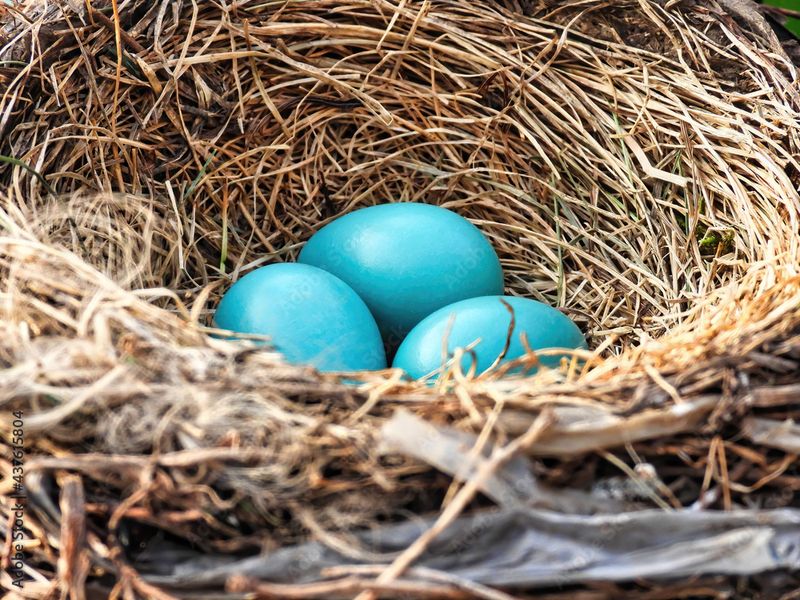 Blue Eggs That Started A Color Name