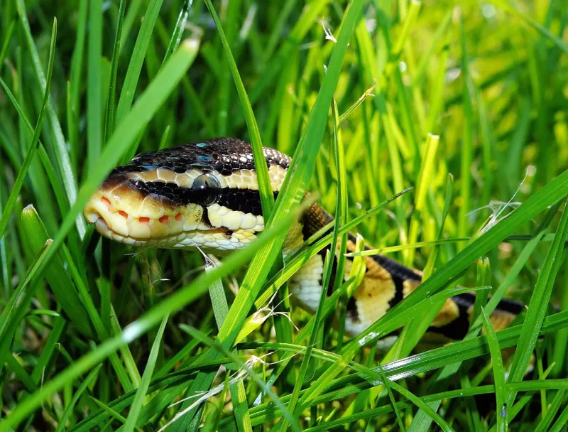 Keep Grass Short And Trim Vegetation