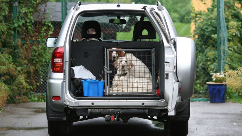 Prepare Emergency Pet Carriers