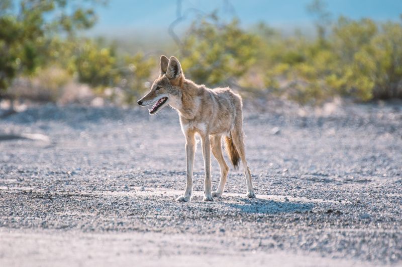 Consider Professional Wildlife Removal Services If Needed