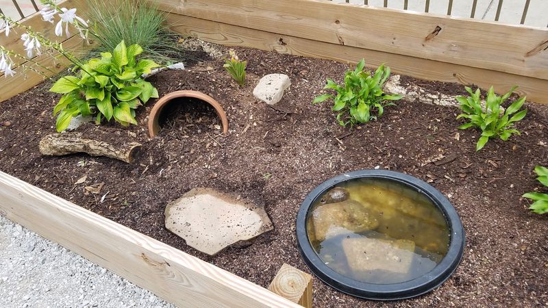 Create Backyard Turtle Habitat