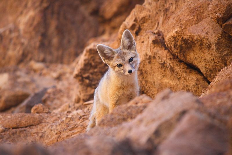 Conservation Efforts In National Parks