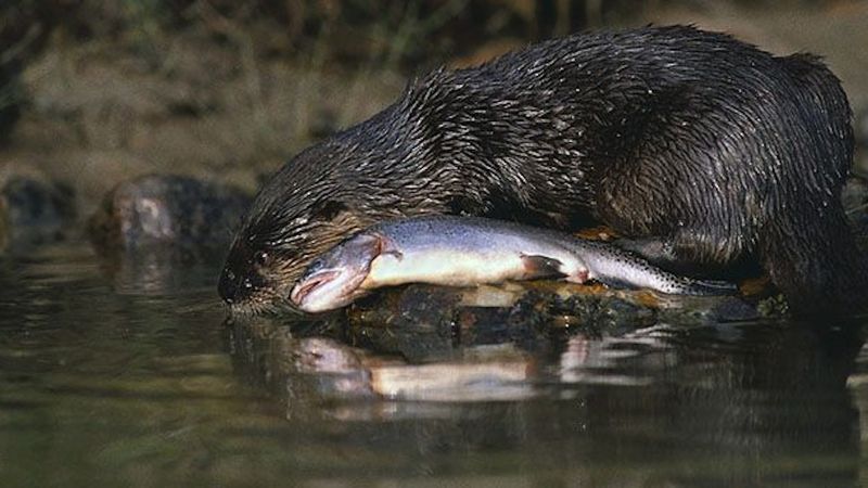 Impact On Fish Populations