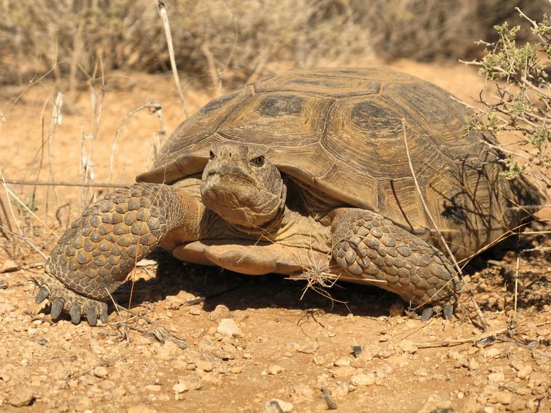 Adaptability To Climate