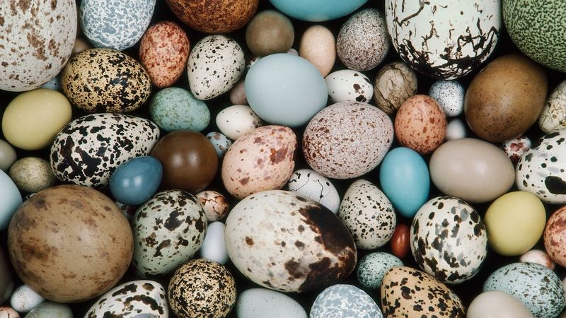 Eggshell Enigmas