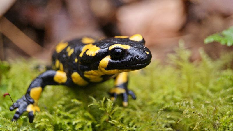 Amphibians