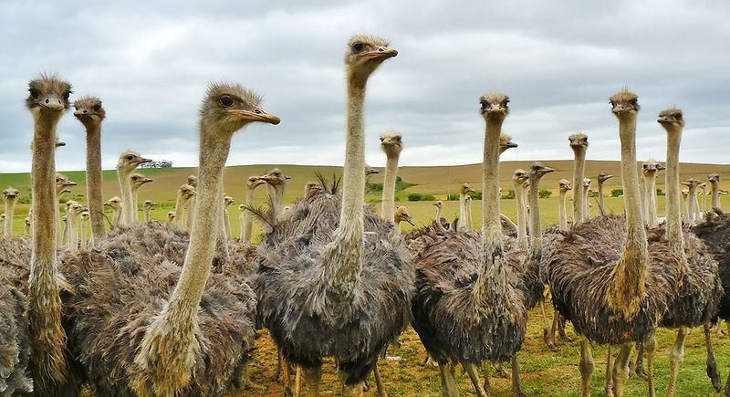 Space Hogs: Ostriches