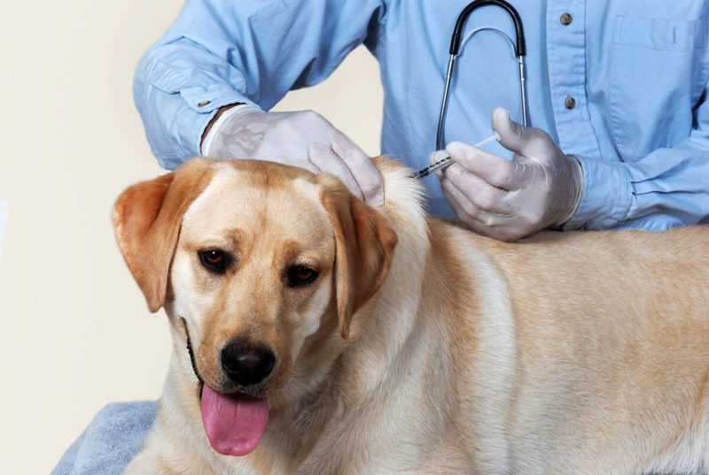Vet Visits Can Be Positive