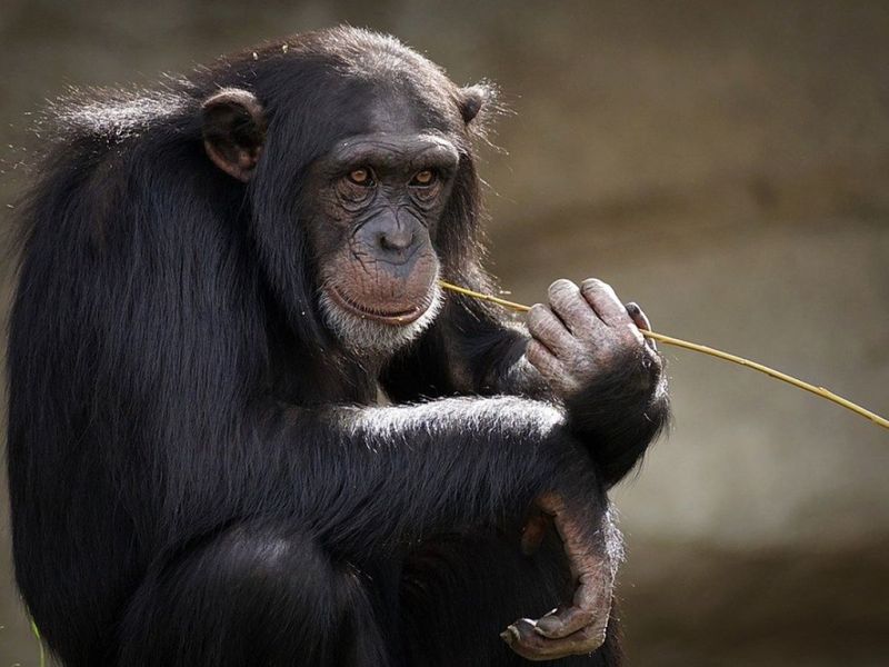 Clever Chimpanzees