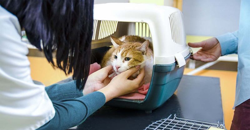 Keep Vet Visits Regular