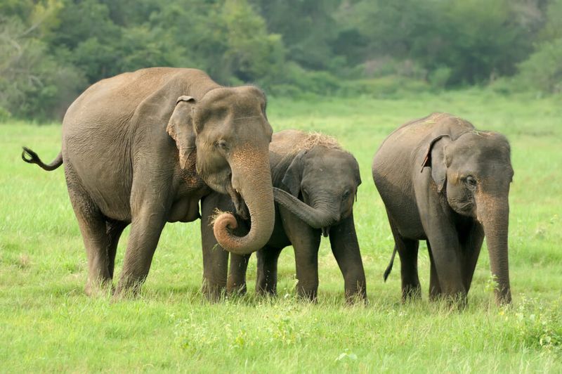 Know Local Elephant Behaviors