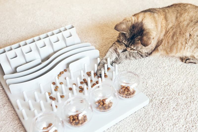 Enrichment Through Foraging