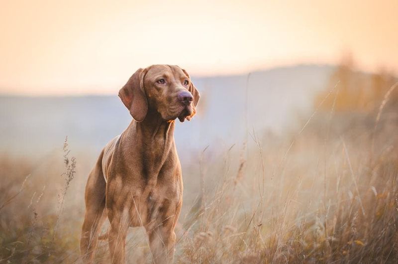 Balanced Buddies: Vizslas