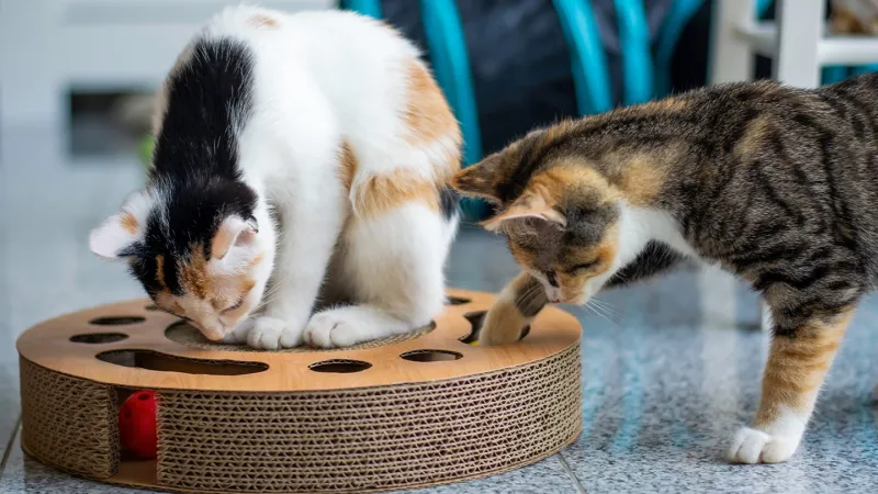 The Role Of Enrichment