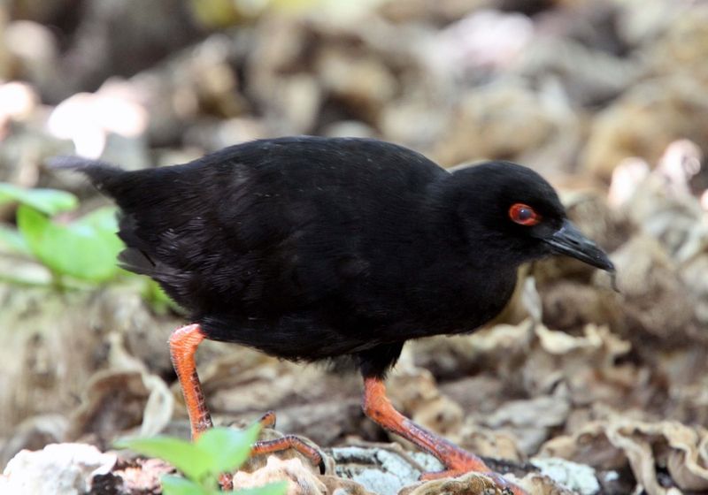 Henderson Island Crake – Pacific Phantom