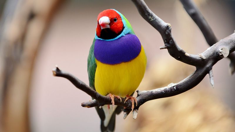 Gouldian Finch