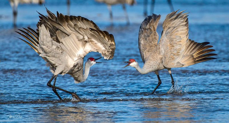 Sandhill Crane: Ancient Sky Dancers