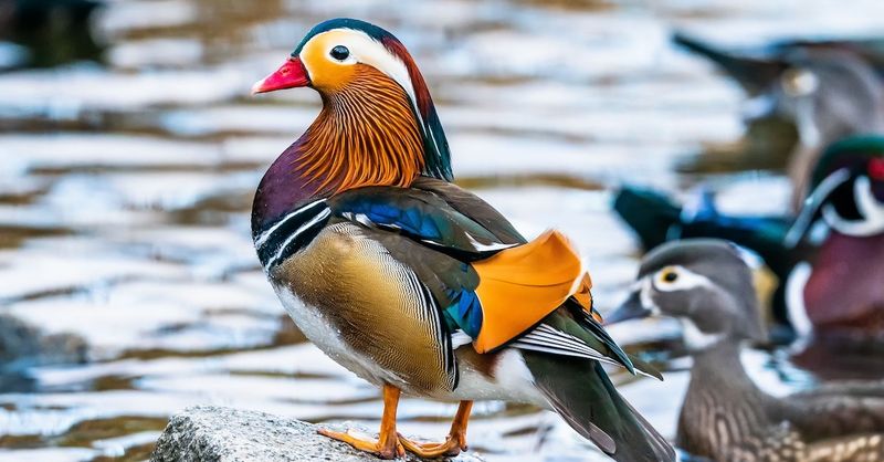 Mandarin Duck