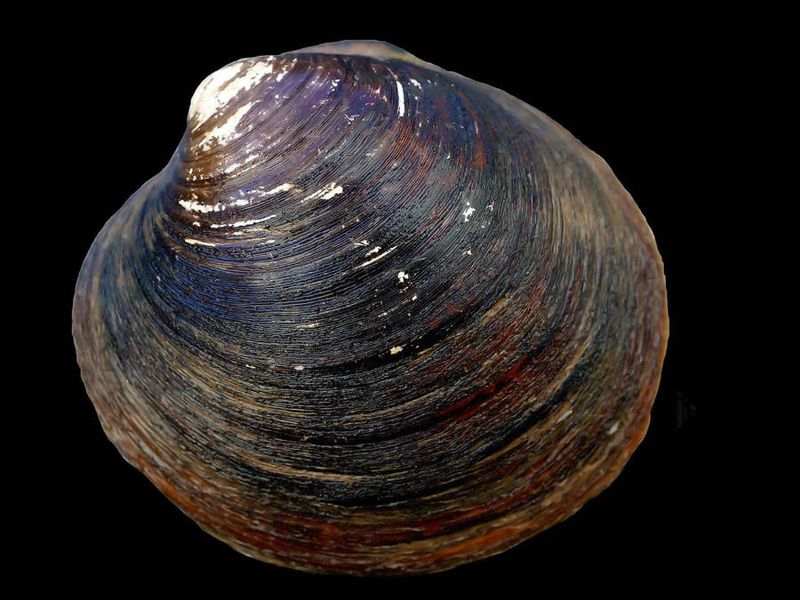 Ocean Quahogs