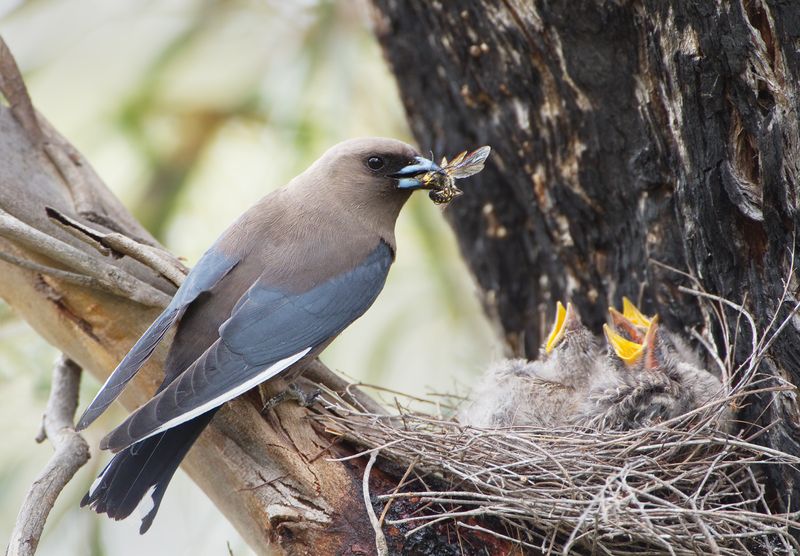 Nest Helpers: Some Species Have Babysitters
