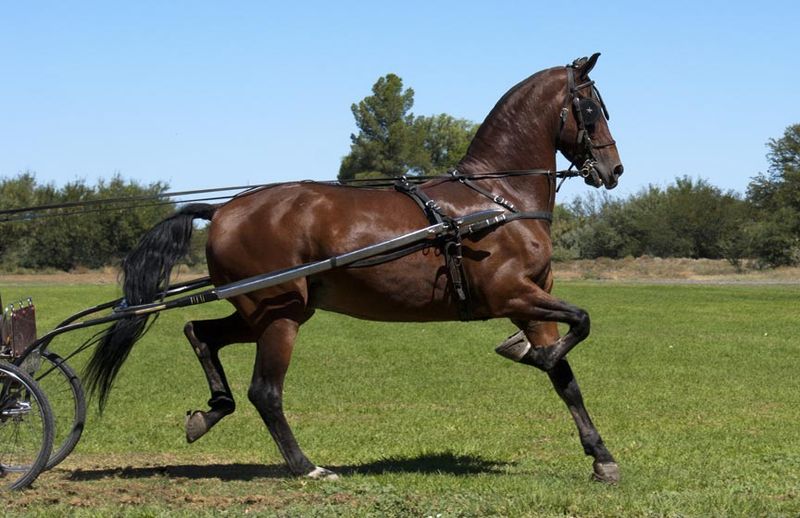 The Horse That Built Kentucky