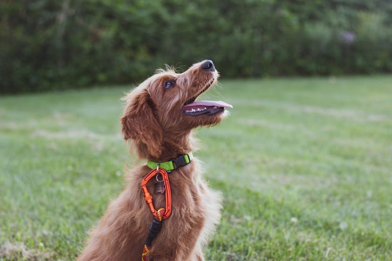 Use A Calming Collar