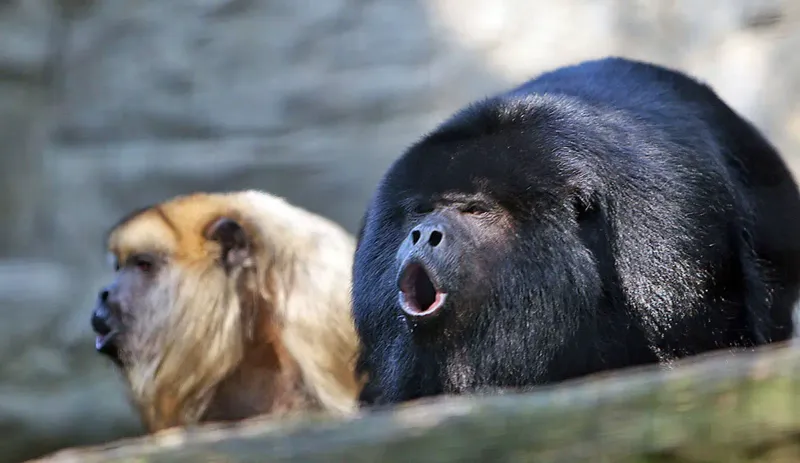 Black Howler Monkey
