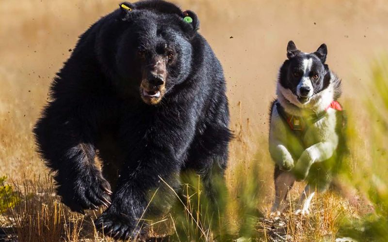 Bear Buddies