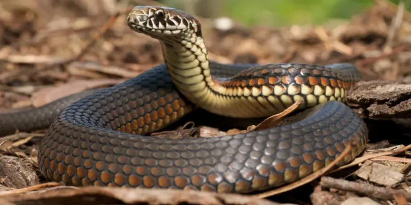Snakes: Slithering Inspirations For Dragons