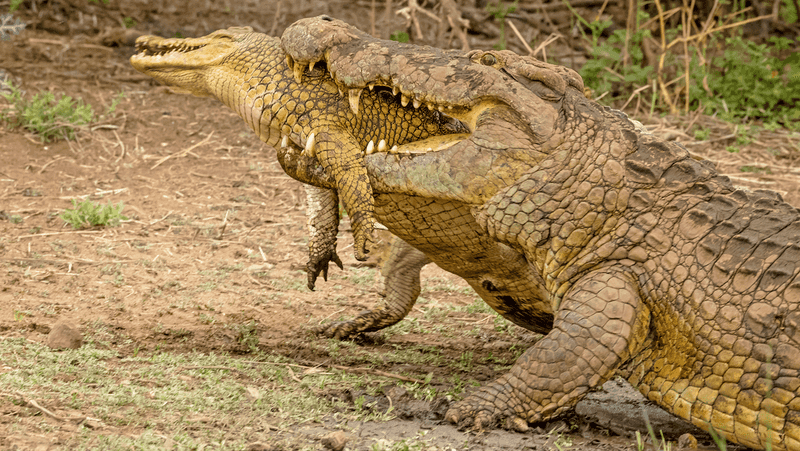 Crocodiles Are Slow And Lethargic
