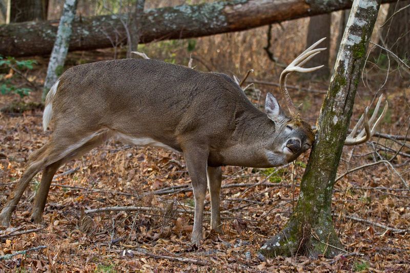 South Carolina – Francis Marion National Forest