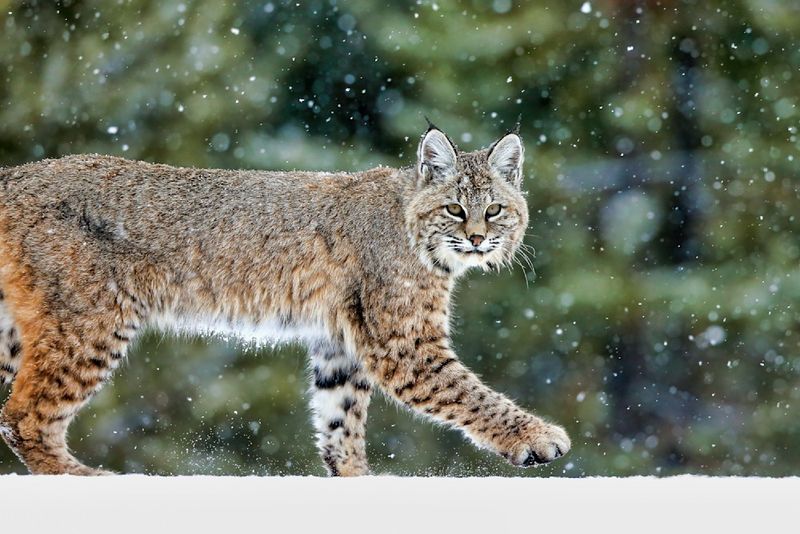North Dakota's Uncommon Visitors