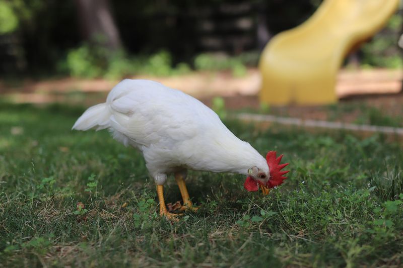 Leghorn