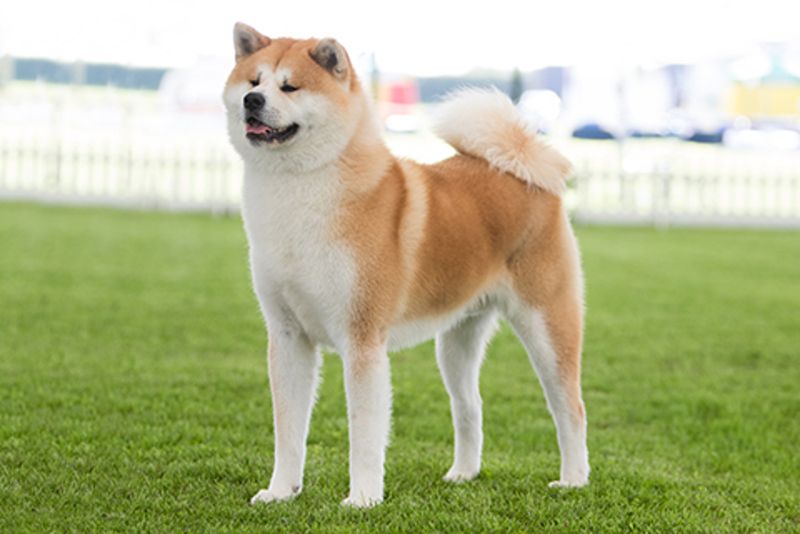 Akita Inu