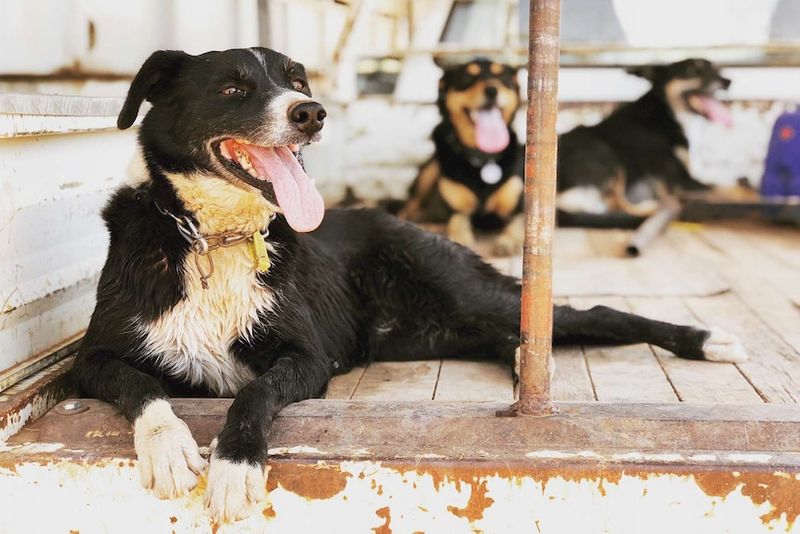 Australian Cattle Dog