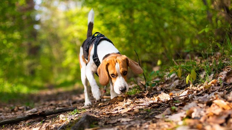 Beagle: The Rabbit-Tracking Expert