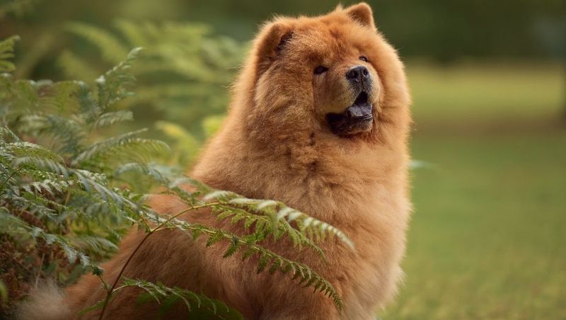 Chow Chow