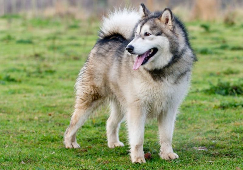 Malamutes: Powerful Pack Hunters