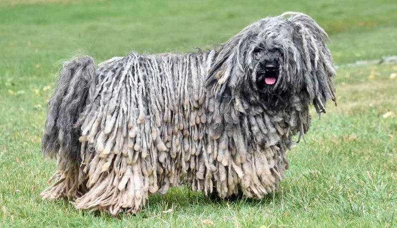 Puli: The Dreadlocked Defenders