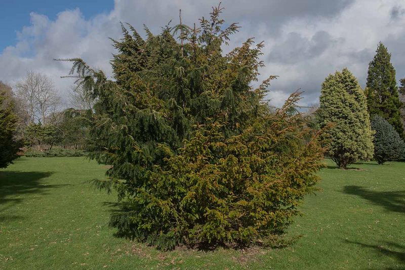 Yews: Toxic To Humans, Tasty To Deer